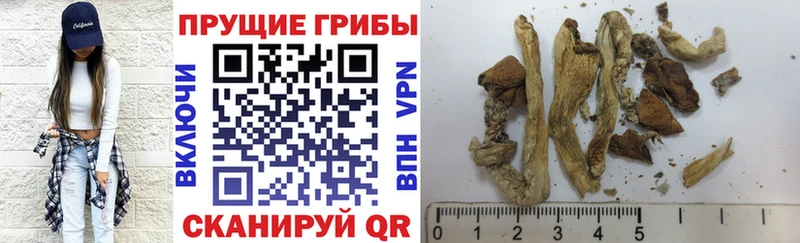 Галлюциногенные грибы Psilocybine cubensis  Купить закладки  Жуковский 